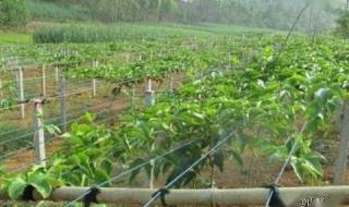 农业种植技术库尔勒香梨摘心是什么意思